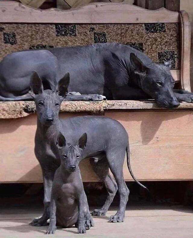 A family of Xolos, one of the most ancient dog breeds in the world