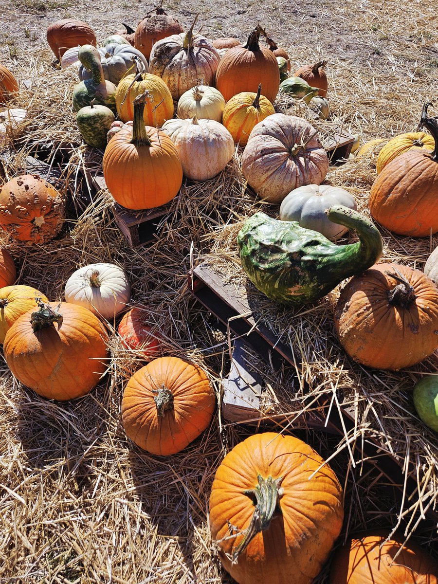 JellyPhoenixDonut tweet media