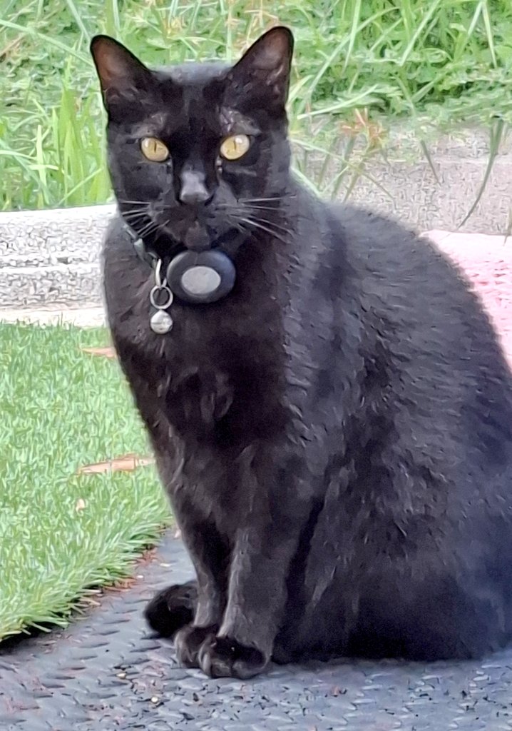 DPMMusic's tweet photo. Ook in Spanje zijn katten 🐱
#iederekatmoetgeaaidworden
(Maar deze wilde niet 🤷🏻♂️)
#catsrule #catsofTwitter #CatsofSpain https://t.co/BzY9SiM1JF
