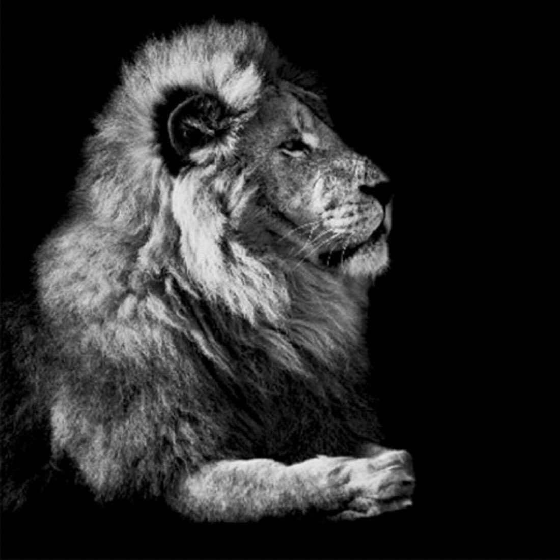 13ugsmoney's tweet photo. The lion understand his chart looks insane and ready for a 20x https://t.co/KHLbNzwv4W