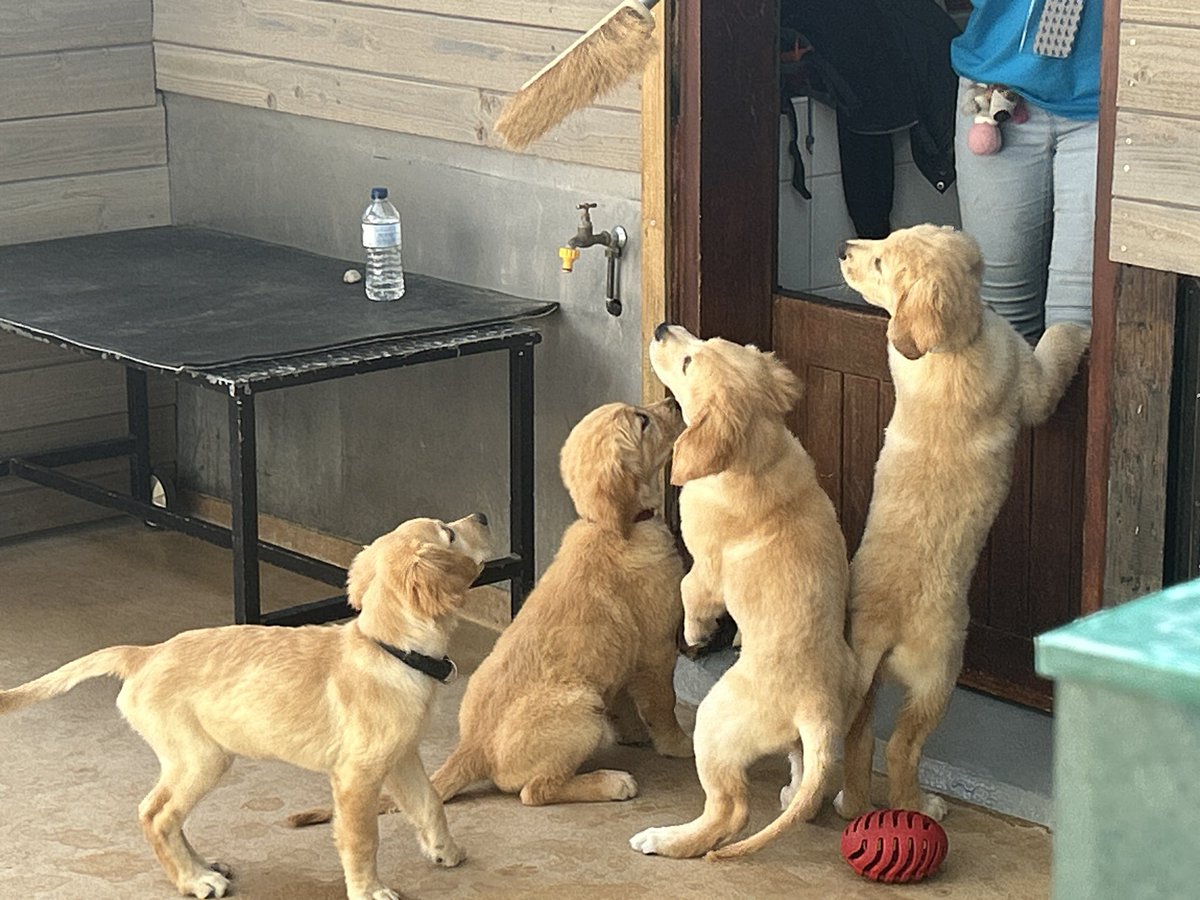 VMontandon's tweet photo. 🐾 La Journée des chiens guides à #Paris12 fédère toutes les générations autour de valeurs fortes : l’engagement, la solidarité et le dévouement, celui des bénévoles, des salariés… et bien sûr, des chiens eux-mêmes. 💛 #ChiensGuides https://t.co/9c0huNxE6v
