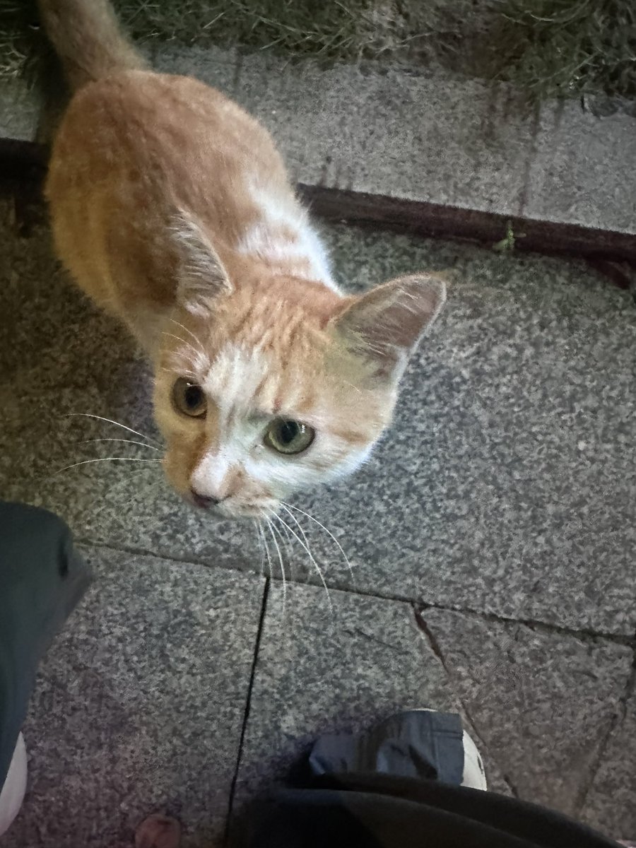 今天遇到一只小猫，送我回家，送了我一路🥹一直跟到单元楼下