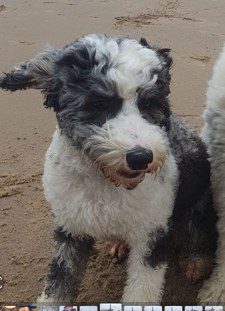 MissingPetsGB's tweet photo. Sightings of Sasha are needed!
Did you see Sasha &amp; pick her up to keep her safe? She has a desperate family missing her so if you have looked after her, please call the number or drop off at any vet.

A FINDERS FEE is offered for her return

#audenshaw #manchester #stolendoghour https://t.co/RcAyu9ceH5