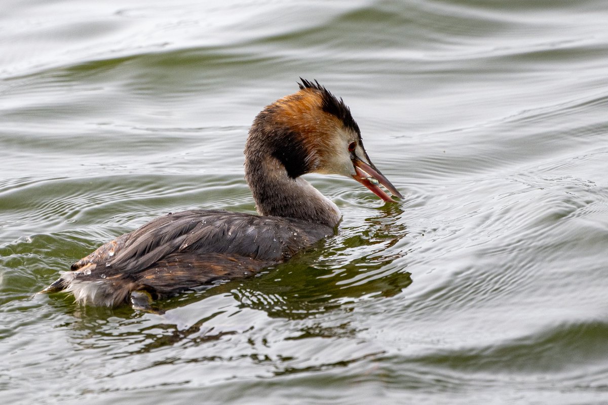 Great Crested Grebe (Podiceps cristatus), Dungeness.  
Since it has a caught a tiddler I was going to say it had been fishing on Tom Tiddler's Ground. But then I looked up TTG on the whirly-white web and it suggests it refers to the game "I'm the king of the castle". The rascal