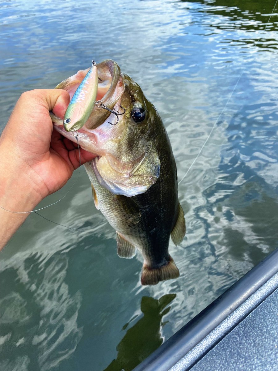LuckyCraftUSA1's tweet photo. “The topwater bite on Pickwick Lake has been incredible in the mornings and late evenings. The Sammy 100 is the perfect fall bait to target shallow gravel bars and any areas where baitfish are on the bank.”-Nathan Whitehead #Sammy100 #MSPearlHerring #LuckyCraft https://t.co/WzdgAvoTSI