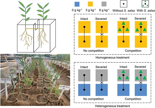 JPlantEcol's tweet photo. Bo Guan et al. assessed the effects of #SaltHeterogeneity, clonal integration and #InterspecificCompetition on the morphological and physiological traits of #PhragmitesAustralis.
#EcologicalAdaptation | #TheYellowRiverDelta
@MaximumAcademic
https://t.co/wr7LASEeon https://t.co/M8FZPIHgXr