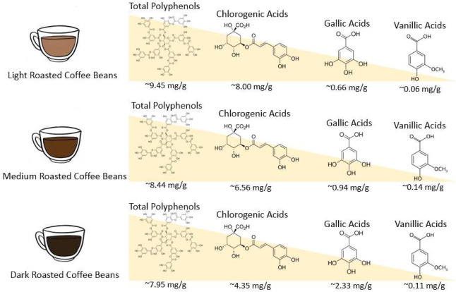 How Coffee Roasting Changes Chlorogenic Acids (and Other Antioxidants)

Coffee beans are packed with chlorogenic acids - plant compounds that help regulate blood sugar, protect blood vessels, and act as antioxidants. Roasting changes how much of these (and other polyphenols) end