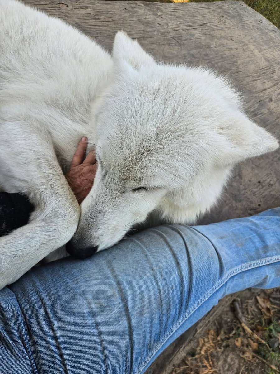 coliandvanadium's tweet photo. A grieved wolf.

She lost her companion. https://t.co/wuHbiZMrAo