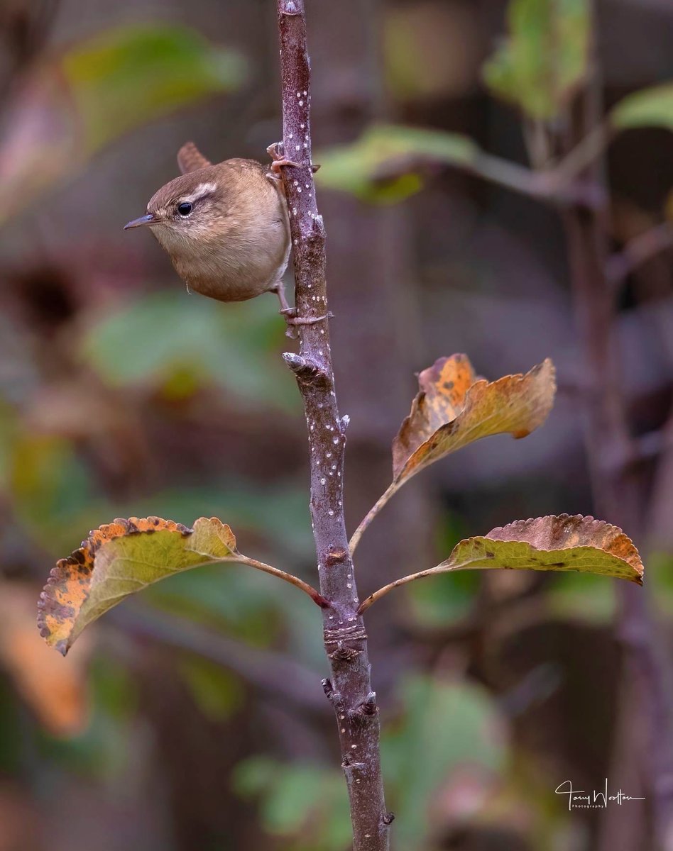 Little Jenny Wren bobbing about the garden …