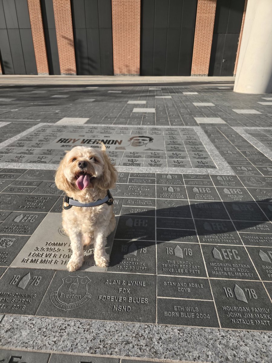 UHTPodcast's tweet image. Had to bring Ralph down for a look at our stone 👍🏻🔵⚪️

#UHTPodcast #EFC #COYB #Everton