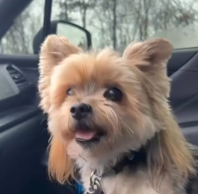 littlejr88's tweet image. @ChadLindberg aka #Ash Is this your pup? ❤🥰🤣
facebook.com/share/r/17MNSp…