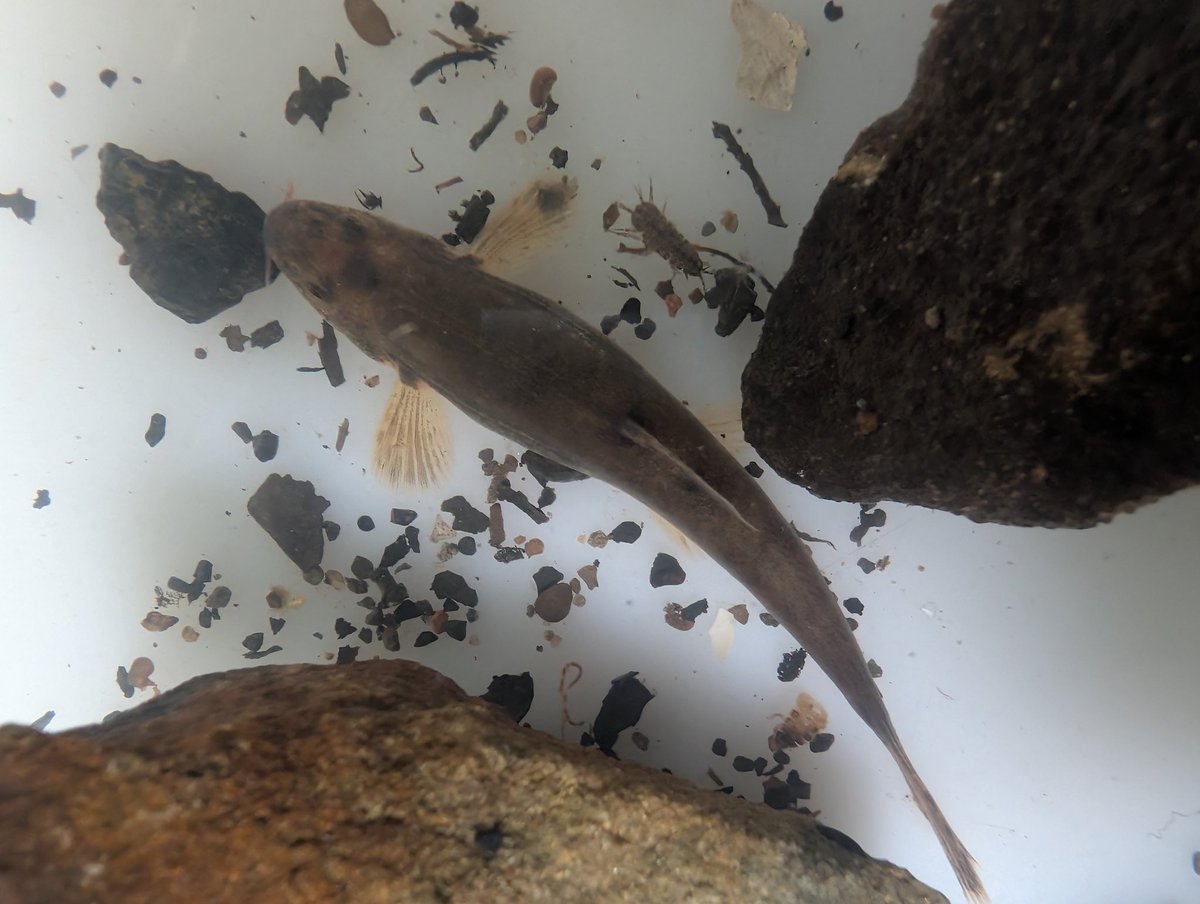 Today is World Rivers Day!
And what better way to celebrate it than to conduct our last riverfly monitoring surveys of the season down on the River Tawd. We had some fantastic finds this morning, but the stars of the show had to be the two stone loach.