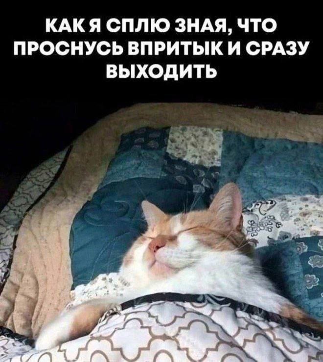 cats, i love cats (@catsilcats) on Twitter photo 