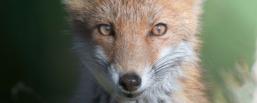 Het verminderen van de schade van kunstmatige chemicaliën op wilde dieren: Kunstmatige chemicaliën, zoals pesticiden, industriële chemicaliën en medicijnen, komen in het Europese milieu terecht. Veel worden door de EU geclassificeerd als schadelijk voor… dlvr.it/TNLN1c