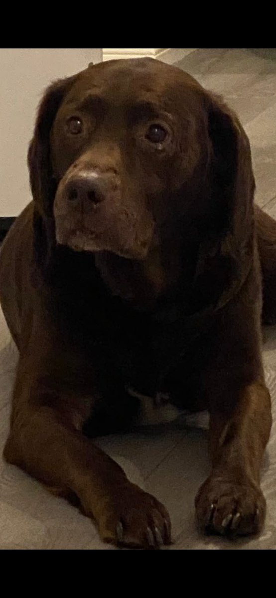 Delboy1903's tweet photo. Goodnight my boy I’ll miss you so much 💔💔💔💔 https://t.co/Lx36Qdq6oR