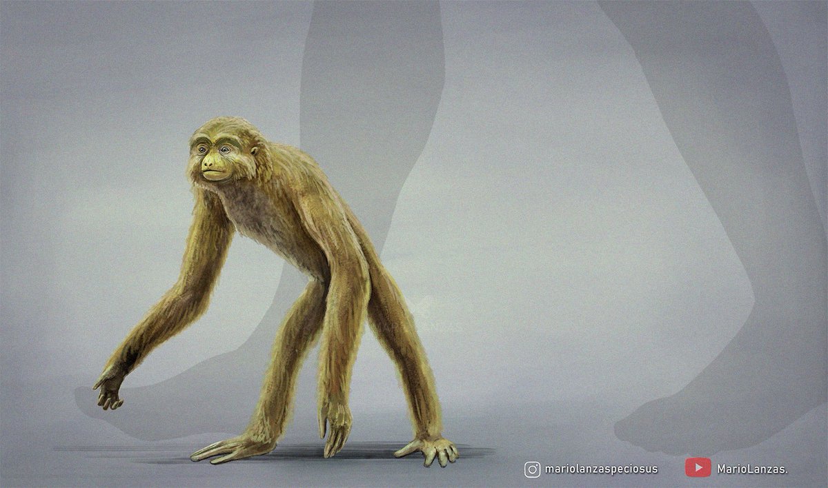mariolanzas5's tweet image. PLIOBATES, from the video: youtube.com/watch?v=FFap90… on Neogene fauna🐵 Was found in Spain, and it's considered as the last common ancestor in between Gibons and Apes #pliobates #paleoart #neogene #primates #evolution