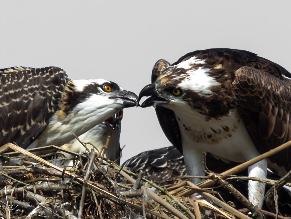 sdrvc's tweet image. Ospreys.

#SDRVC #SDRP #SanDieguitoRiverPark #SanDiego #SanDieguitoLagoon #SanDiegoCounty #DelMar #SoCal #California #hiking #hikesd #water #rivers #lagoon #wild #keepitwild #exploresd #hikers #getoutside #optoutside #greettheoutdoors #nature #naturelover #lovenature