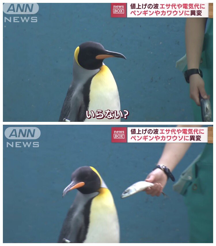 保存したくなる画像bot tweet media