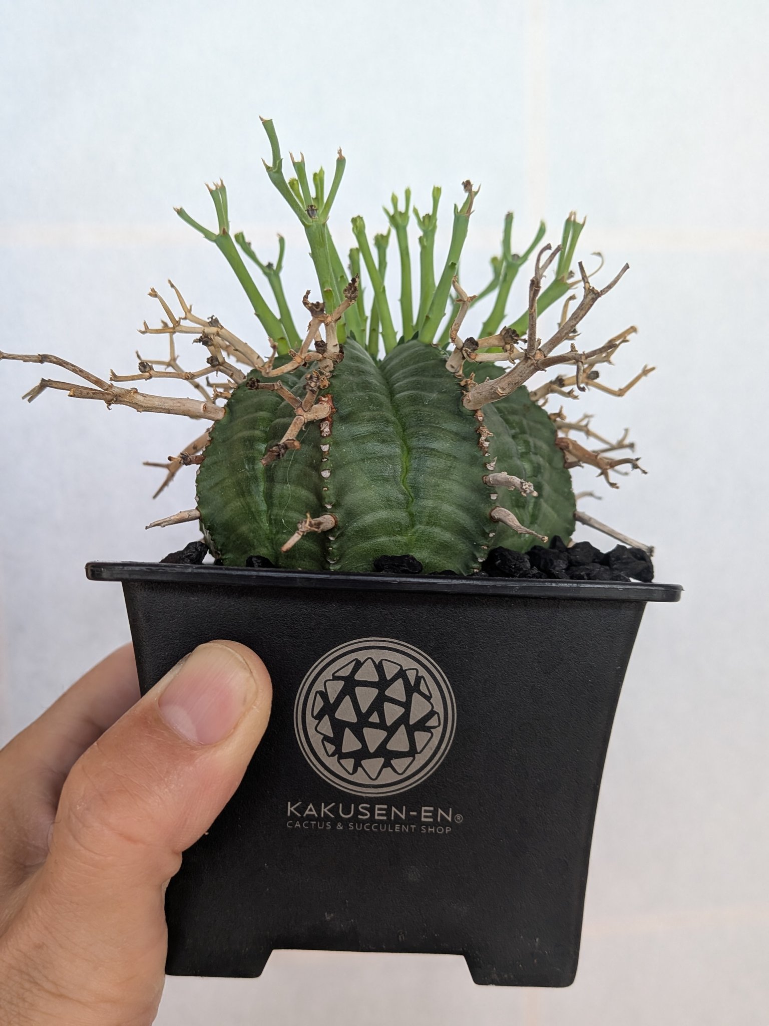 ブラックバリダ×スーパーバリダ　親株　子株付　① ブラックバリダ×スーパーバリダ 親株 子株付 ② ユーフォルビア