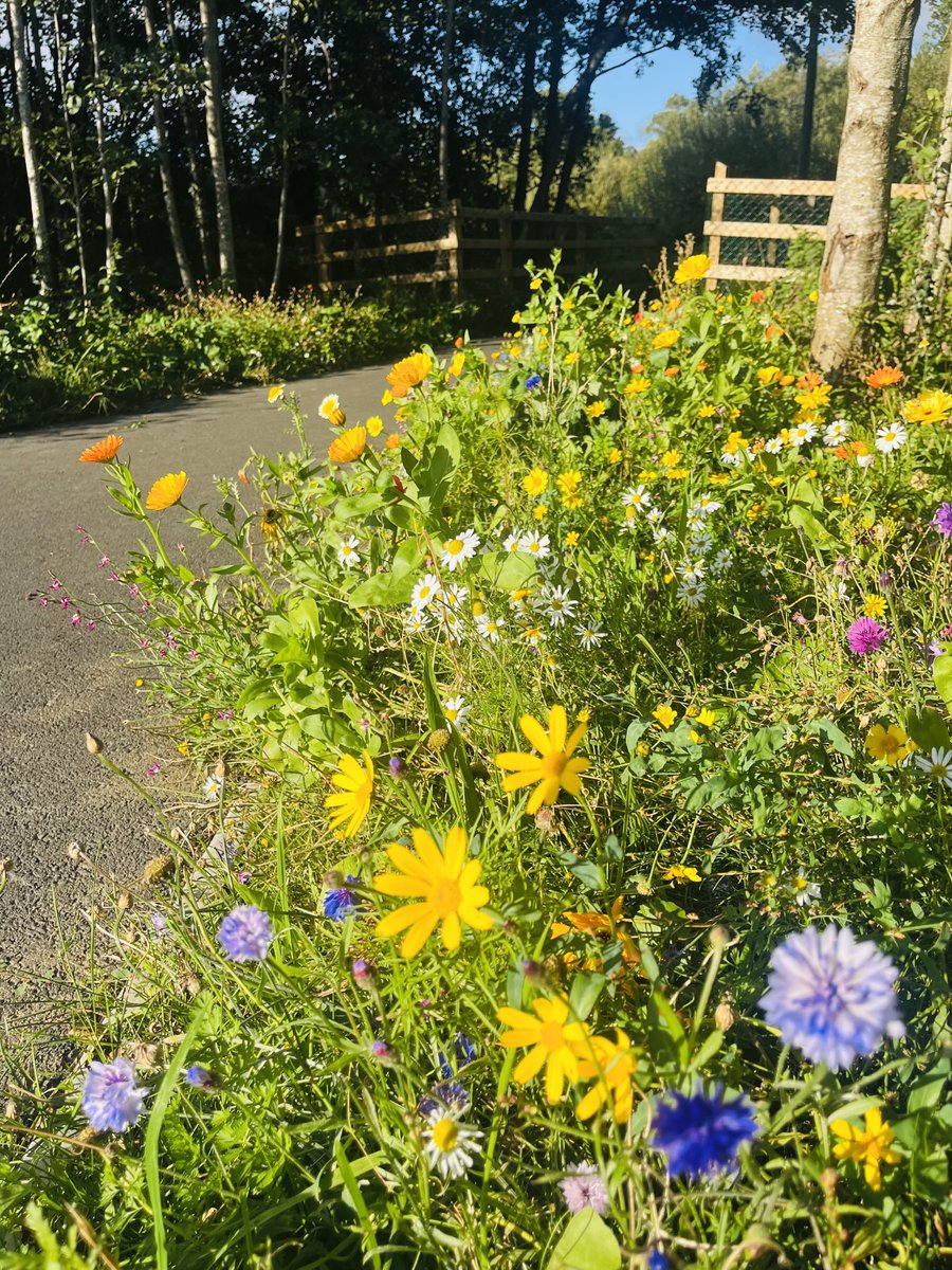 The wildflowers enjoying a final September flourish #Cavan