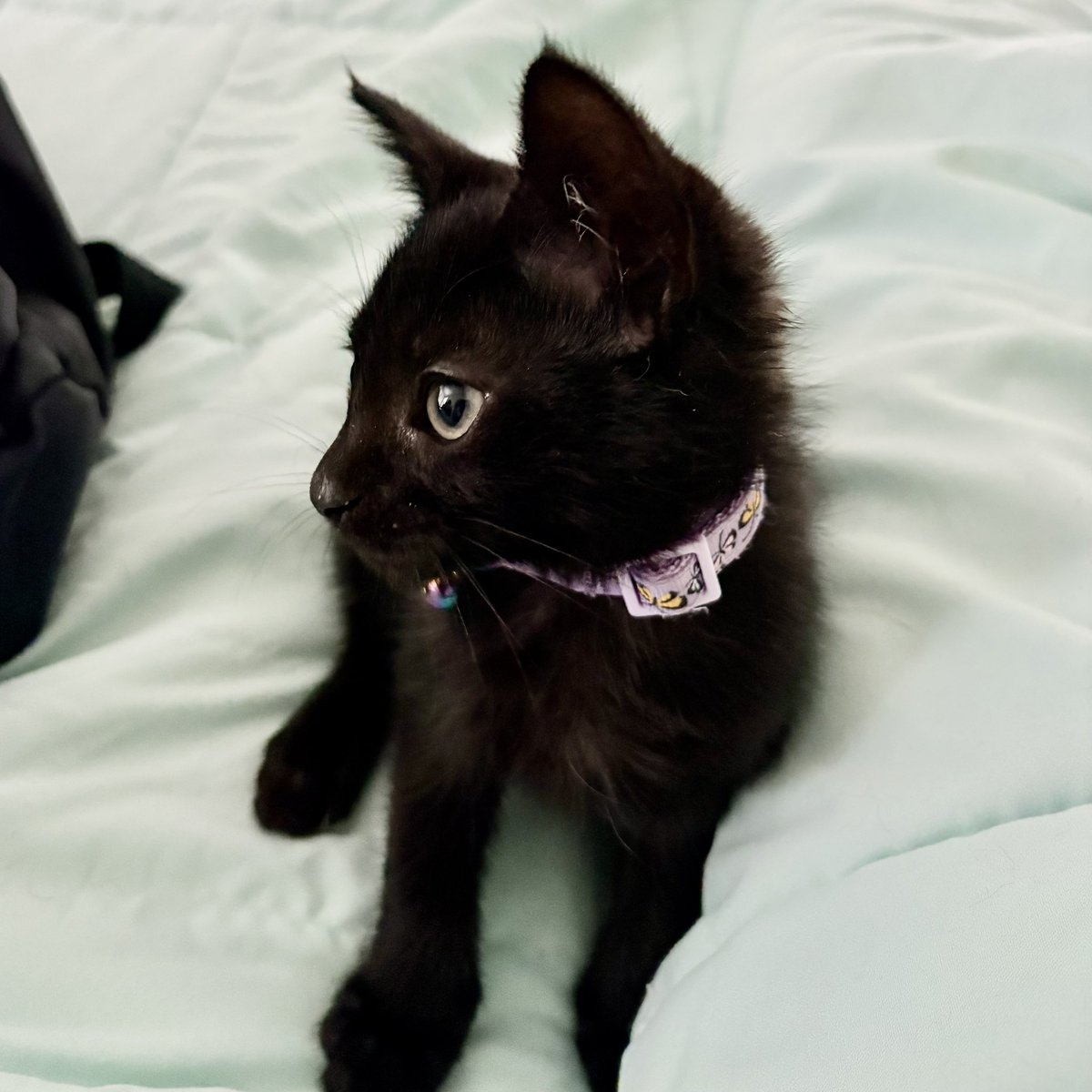 Poe Agosto just chilling.

#jpcervantes #cats