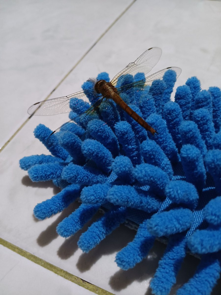 SeoJeno's tweet image. #Yanma in the house!
#Pokémon #BugType