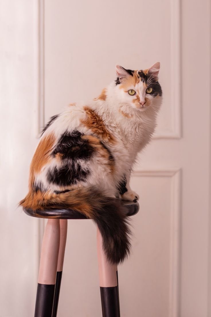 Estoy revisando otra vez las fotos que nos mandaron. Sus gatas son una belleza. Lamentablemente no pueden estar todas en la revista, pero vamos a ir compartiendo las fotos acá y en el newsletter (y tal vez también en Patreon e Instagram) a partir del próximo domingo.