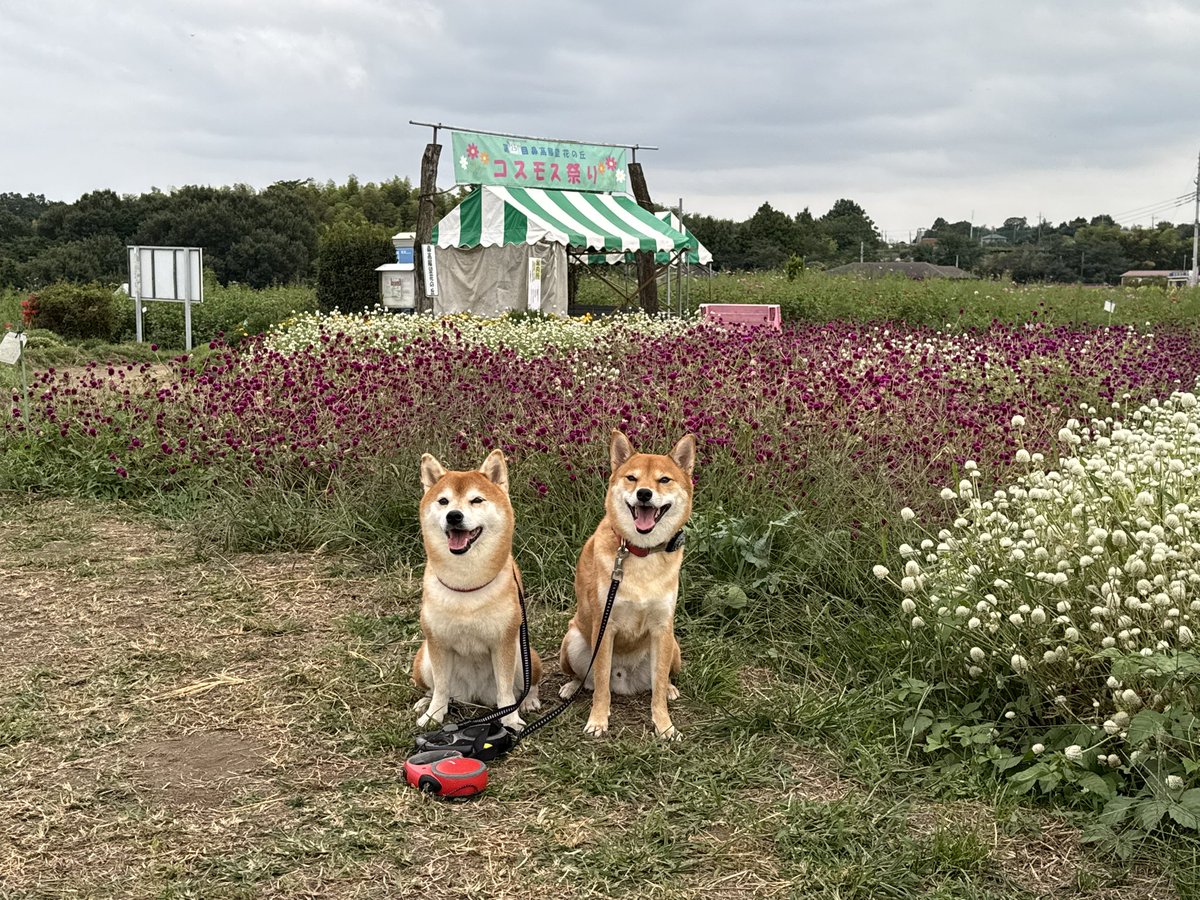 koke01895604's tweet photo. 本日は？あっ、昨日はですね
町の避難訓練があり夕方からワンコ達とお出掛け
ひまわり、桔平とヒマワリ畑とコスモス畑へ
#柴犬　#コスモス　#ヒマワリ https://t.co/rm8qDmOjfr