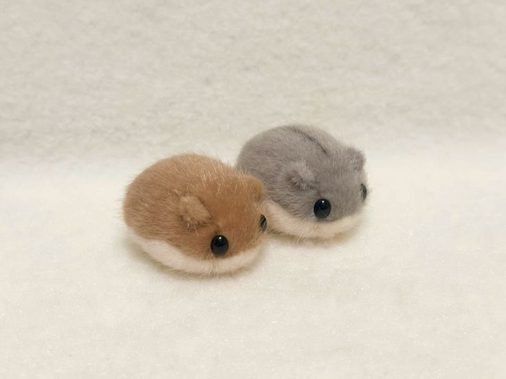 hamster (@hamsterie) on Twitter photo 