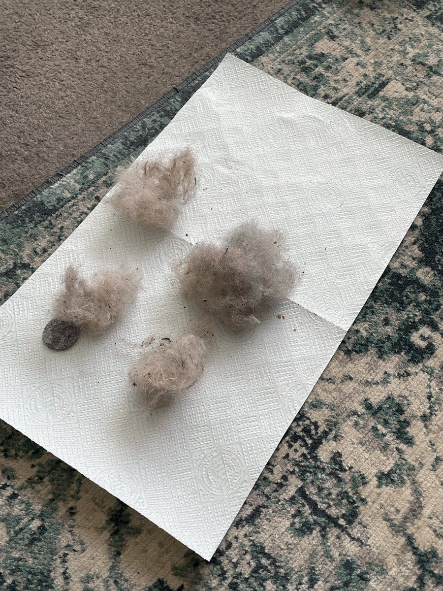 Bought one of those carpet rake thingies I kept seeing on insta, more than 50% convinced it would turn out to be a load of shite. Second time I've used it, only half done &amp; have enough hair to make a new Asbo 😳 (I hoover regularly btw, no' - minger 🤣)