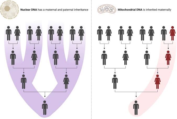 KiranKS's tweet photo. Your nuclear DNA comes from both parents. Your Mitochondrial DNA exclusively from mother's side. 

mtDNA is involved in cellular metabolism, energy production, and regulation of cellular processes. 

In short, your energy comes from your mother. Celebrate that Devi! 

#Navaratri https://t.co/2cRIA1LxKg