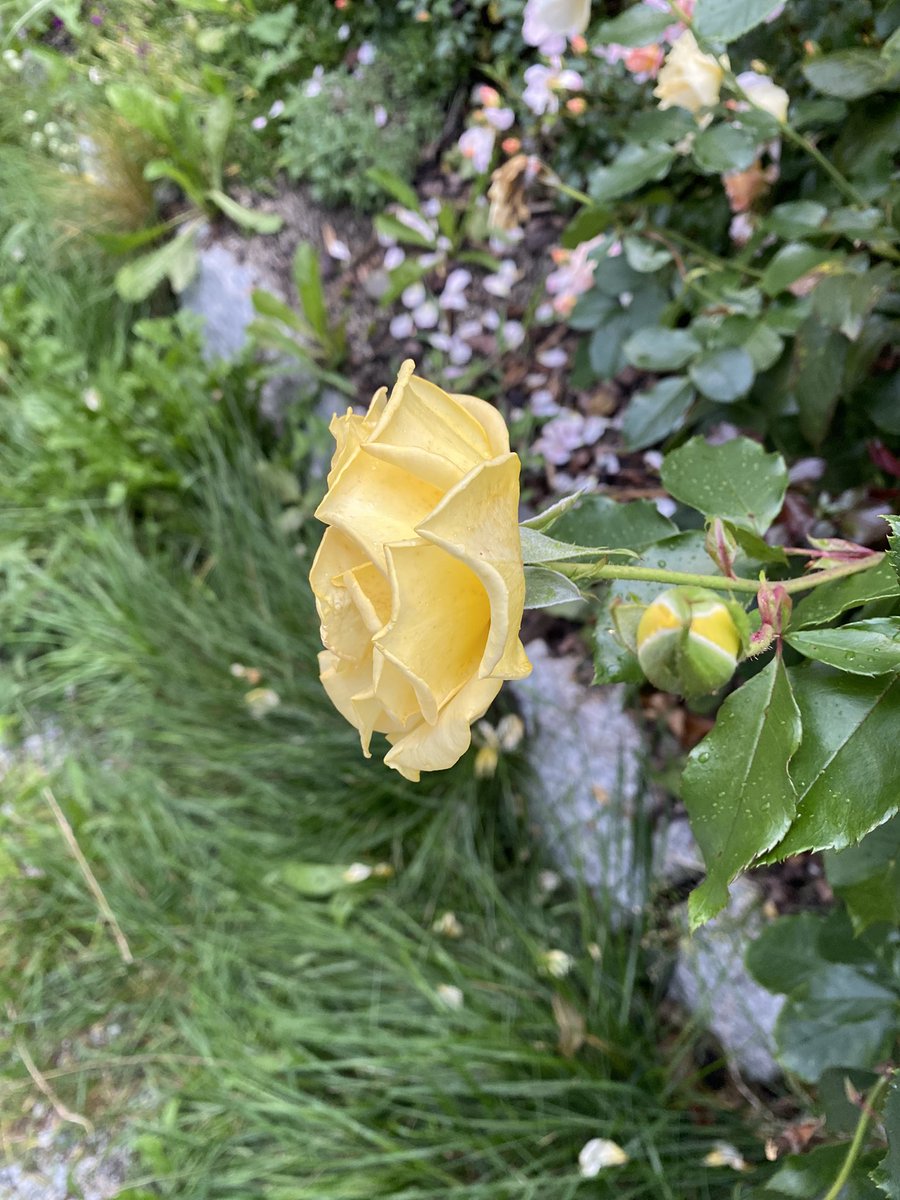 Sonia Zuccaro tweet media