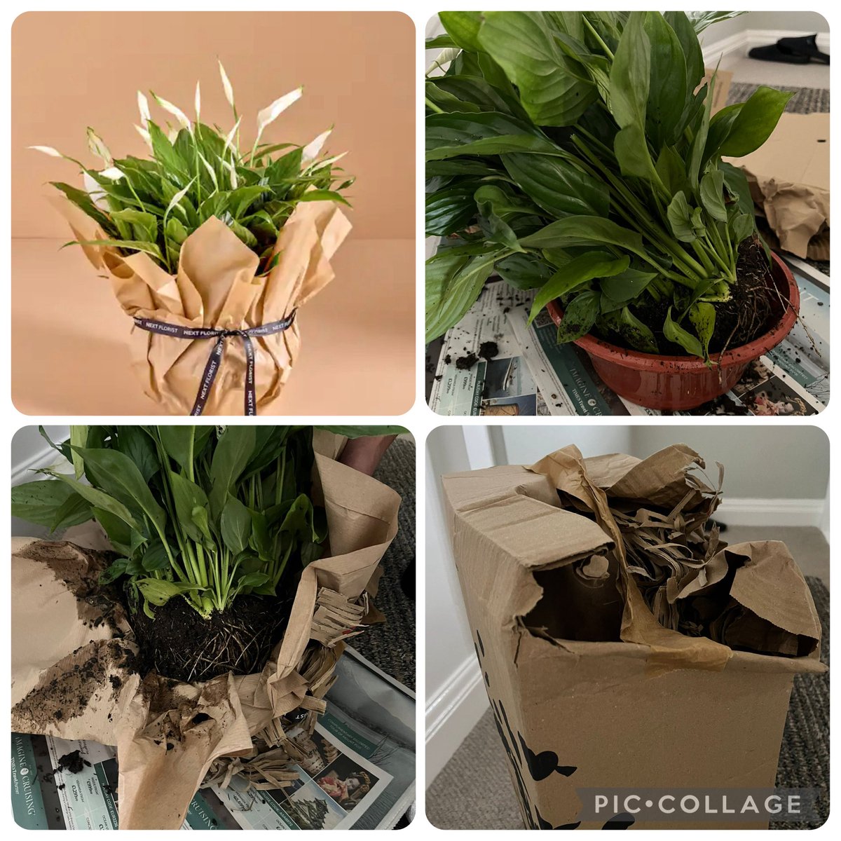 SarahTTysoe's tweet photo. @nextofficial …… what I ordered, versus what was delivered! https://t.co/yKelWmNt9L