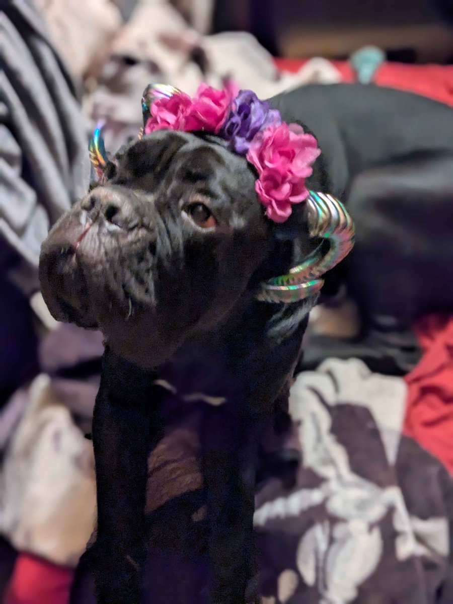 MissinLefty's tweet photo. Dog owner myth: 
Short haired dogs dont shed as much.... this is my recently foster failed mastiff mix. I have more of his hair daily than my husky mix and my long haired cats.  
Dont like dog hair or cleaning it up? Dont get ANY dog <3 https://t.co/9VBn3x6bjV