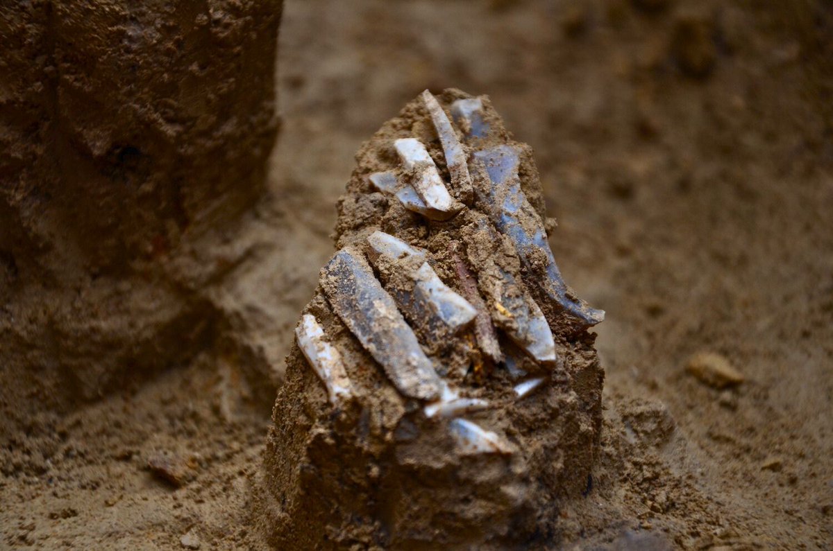 archaeologymag's tweet image. Around 30,000 years ago, a hunter set down a pouch containing survival tools beside a campfire. Archaeologists are now studying the 29 blades and points to determine how the hunter used them—and why the individual held on to tools that had broken.

archaeology.org/news/2025/09/2…