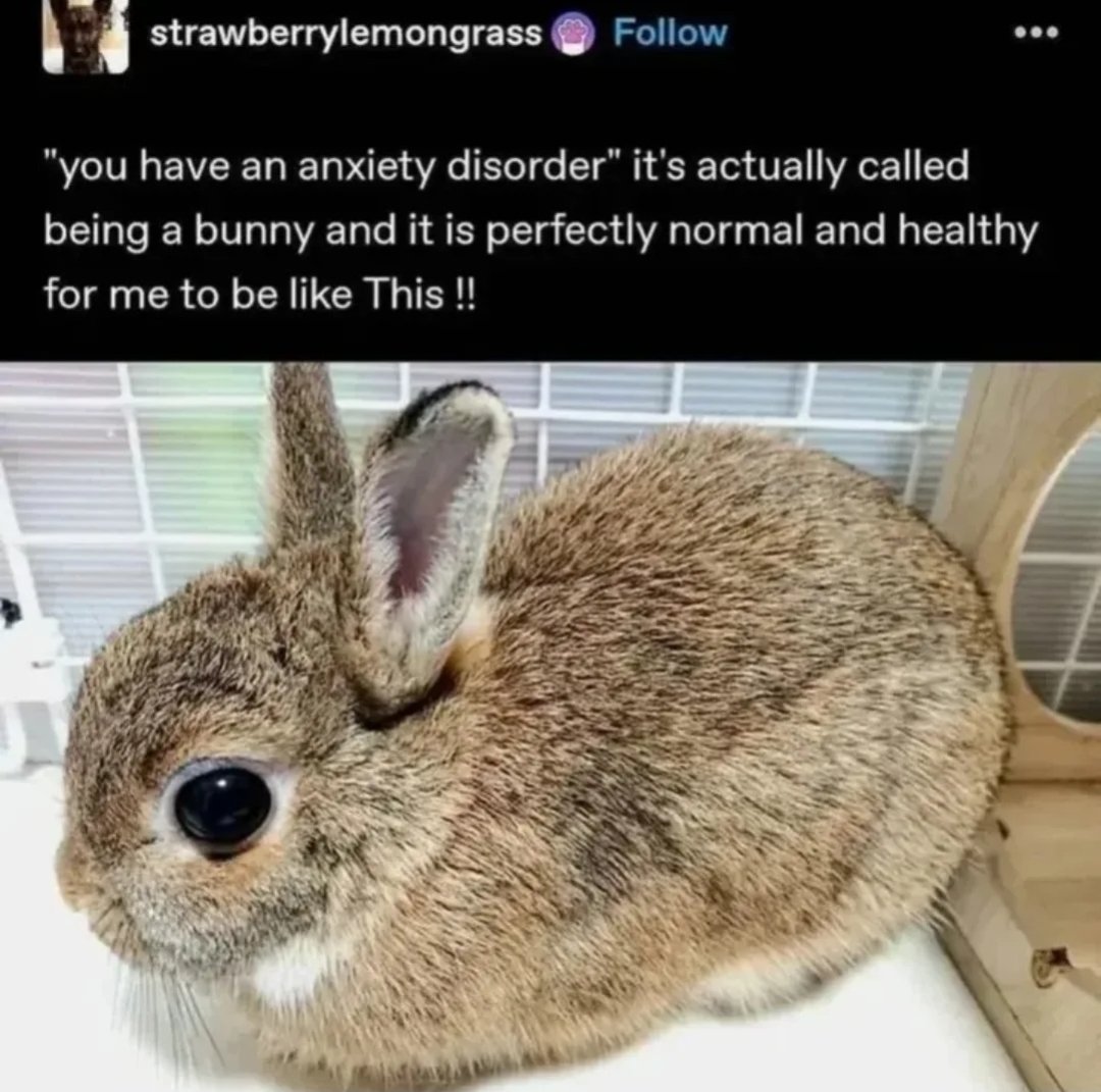 anyone else just a bunny?