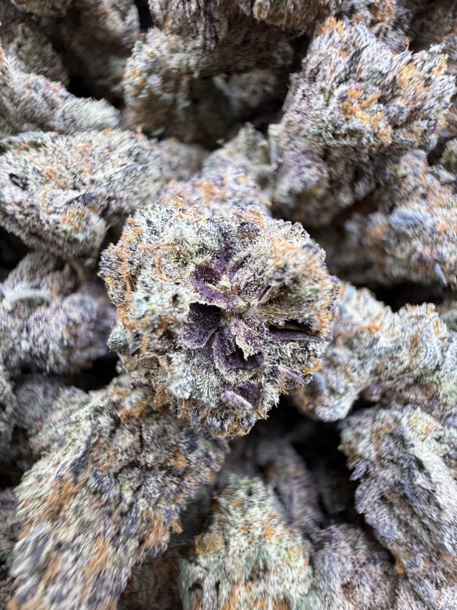 Smacking420's tweet image. Purple sherb 
License indoor za ⛽️
Fire exotic nose👃