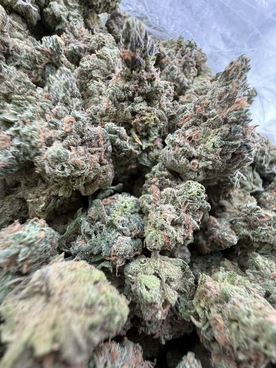 Smacking420's tweet image. Blue dream 
License indoor bigs ⛽️
Crazy Real deal blue dream nose 👃 

600