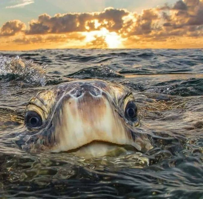 Rainmaker1973's tweet image. One of the most beautiful turtle photos

[📸 Philip Waller Photography]