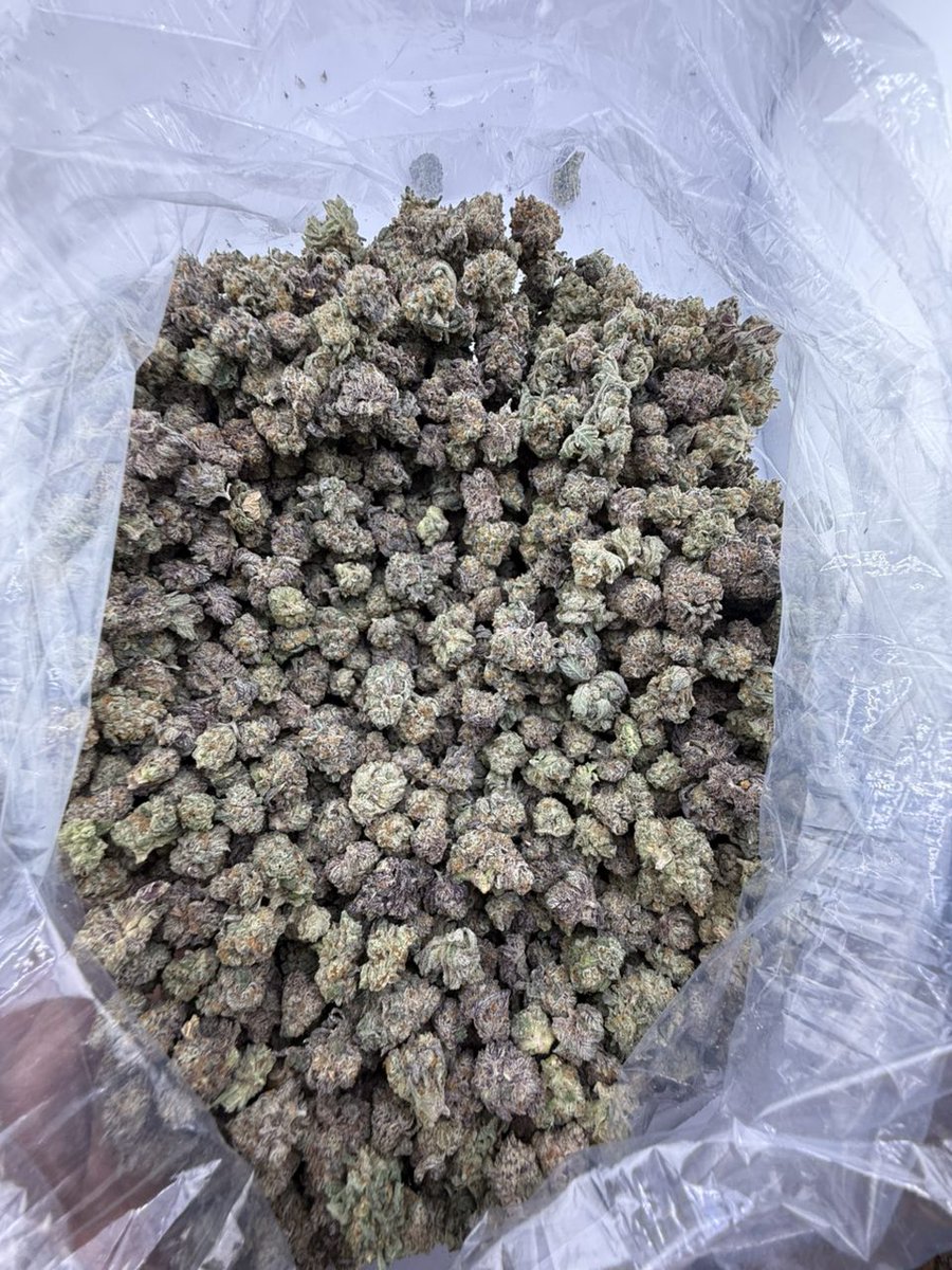 Smacking420's tweet image. Blue dream 
License indoor bigs ⛽️
Crazy Real deal blue dream nose 👃 

600