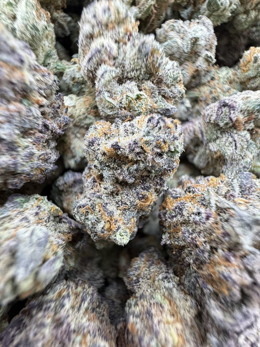 Smacking420's tweet image. Blue dream 
License indoor bigs ⛽️
Crazy Real deal blue dream nose 👃 

600