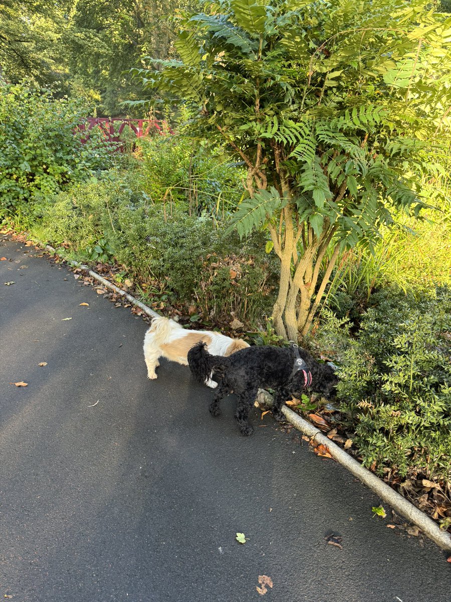 Weekend at home with me #bestie 🥰
#vera🐶
#DogsOnX
#TwinsiesOnTwitter 
#Autumn