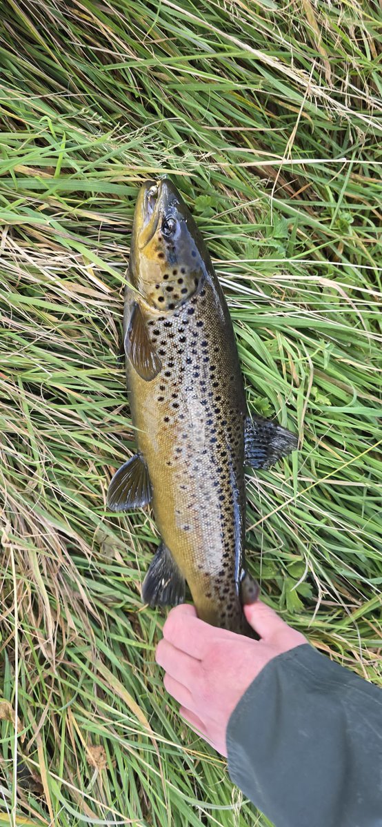 SeanKly's tweet image. Anybody else go fishing? Was a great day for it.  #trout #seasonend #catchandrelease