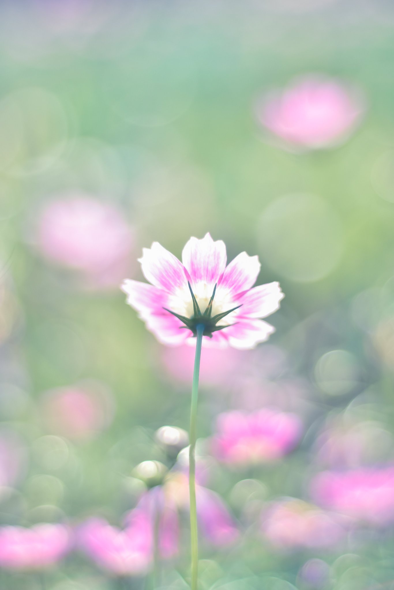 コスモスの写真 コスモス満開🌸✨ 今週から来週にかけて見頃になります❗️ ぜひ