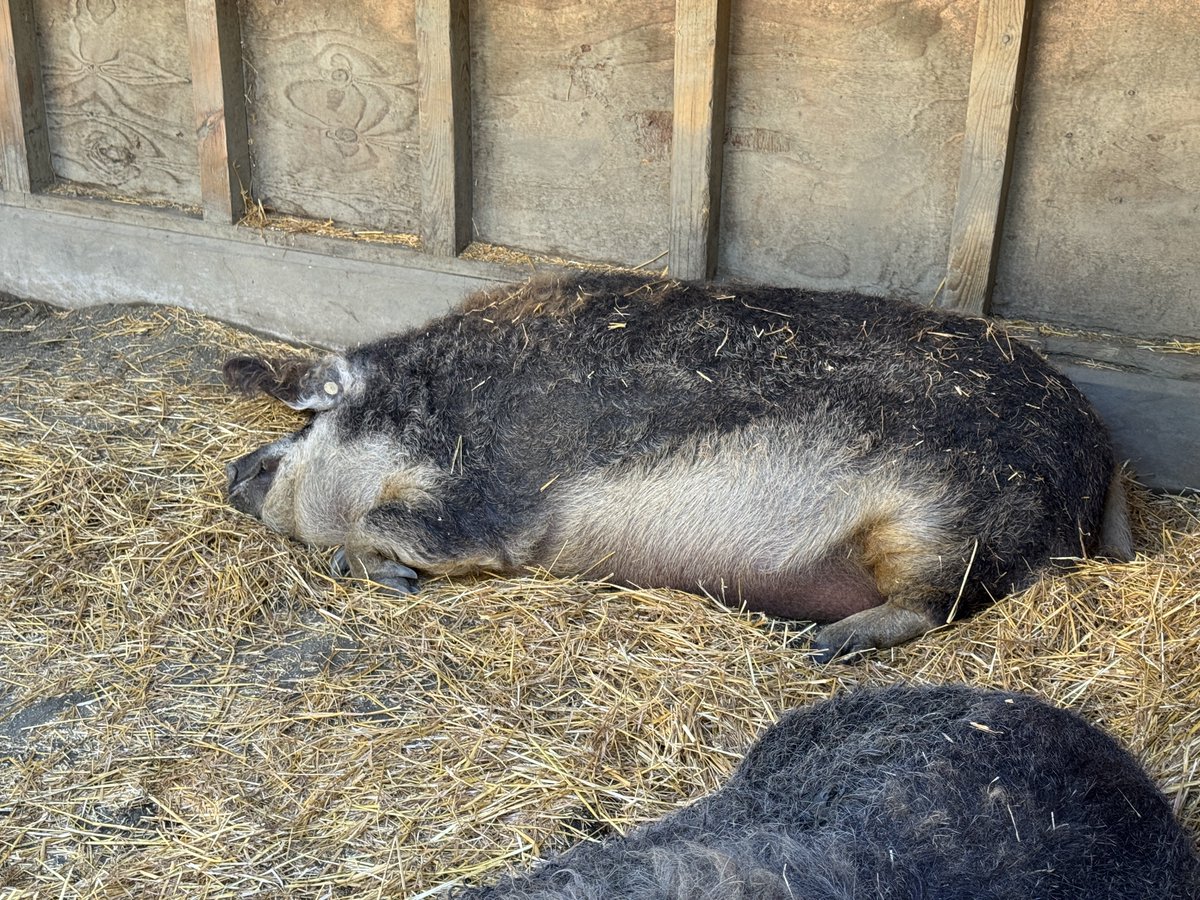 zoo snoozers (bronx edition)