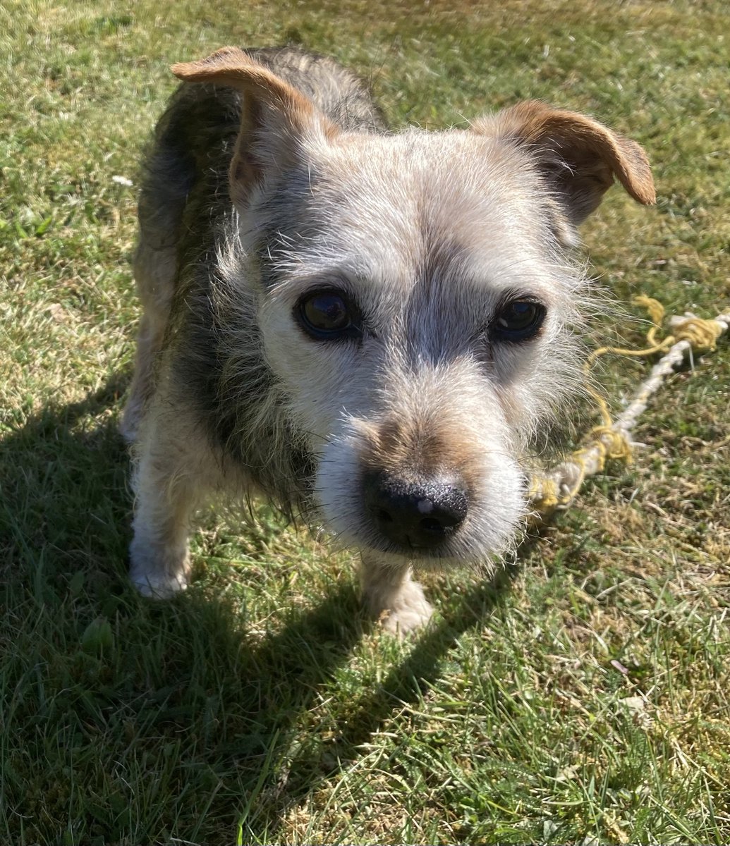 millypod1's tweet image. 🆘27 SEPT 2025 #Lost Archie #ScanMe
ELDERLY Terrier Cross Male
between #Stathern and #Eaton 
Walk near Belvoir Castle #LE14
County #MeltonMowbray #Leicestershire
doglost.co.uk/dog/200222