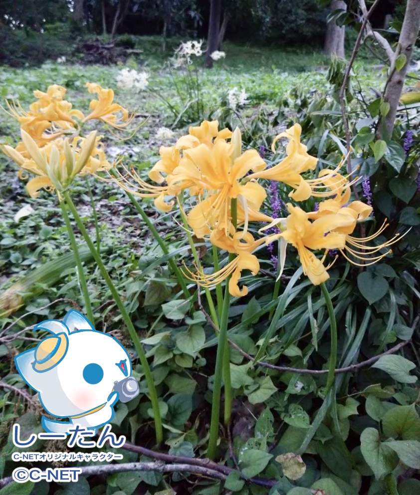 JDCS_2022's tweet image. しーたん🦊「おはようたんですo(*°ᗜ°*)o☀️

黄色い彼岸花を見つけたよ💛

赤もかっこいいけど
黄色もきれいたん…(๑✪ω✪๑)✨

お花を眺めてたら…
眠くなってきちゃった…ん…_(⸝⸝-𖥦-⸝⸝`_)⌒)_💤

今週もよろしくね🍀٩(｡˃ ᵕ ˂｡)و💛」

#企業公式が挨拶を言い合う
#企業公式相互フォロー祭り