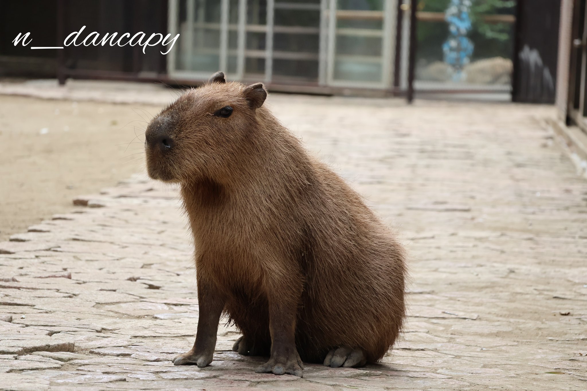 かぴばーです カピバラさん【公式】 (@FROM_TRYWORKS) / X