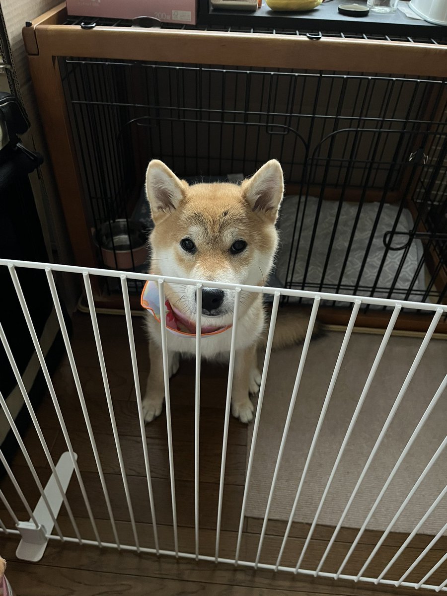 柴犬こめ0歳 (@shibainukome) / X