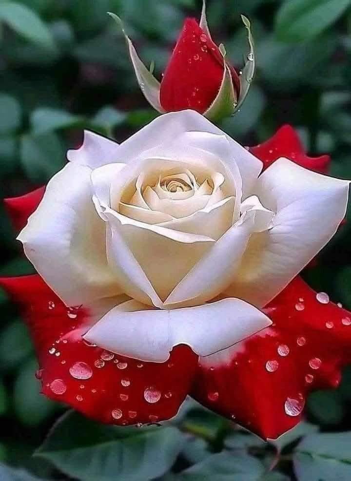 علمتنا الحياة 
ان أقرب الناس من يصنعون 
اعمق الجروح بنا بعد ان اصبحنا
اسرى لا اجمل لحظات مضت